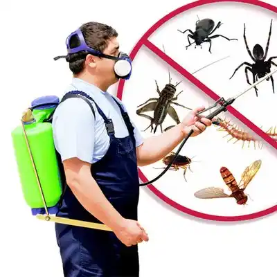 pest control Orient